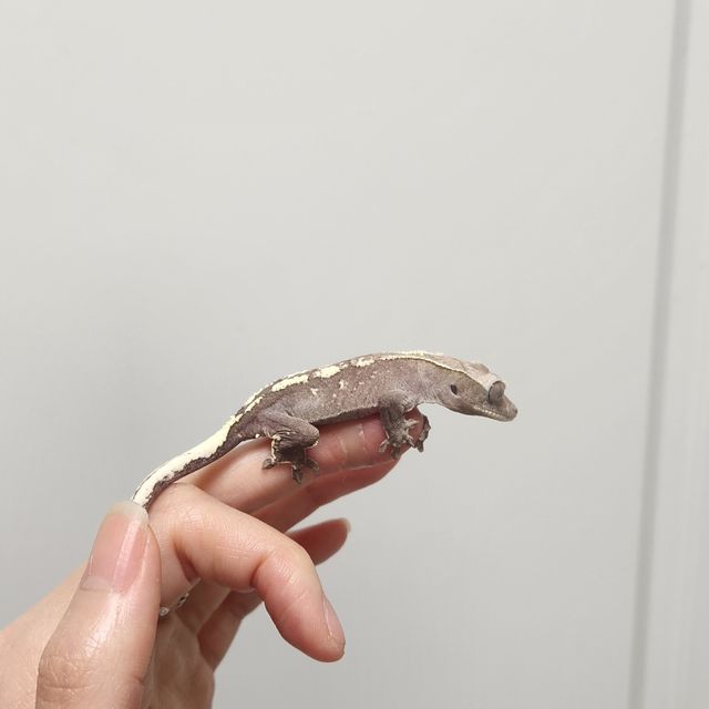 세이블 아잔틱