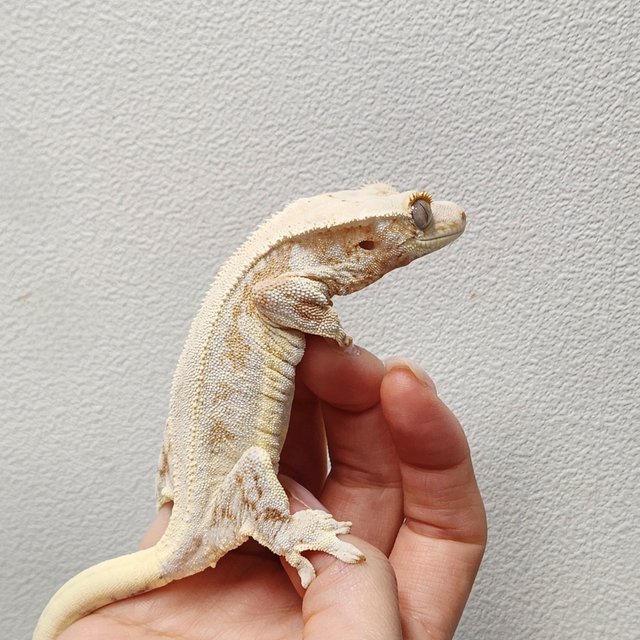 크림 릴리화이트