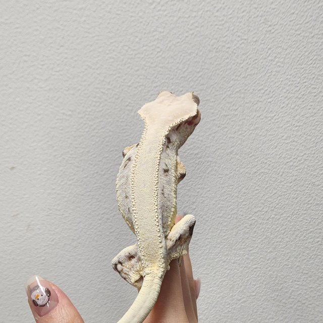 릴리화이트 솔리드백