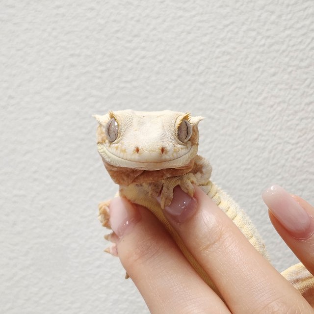 크림 릴리화이트