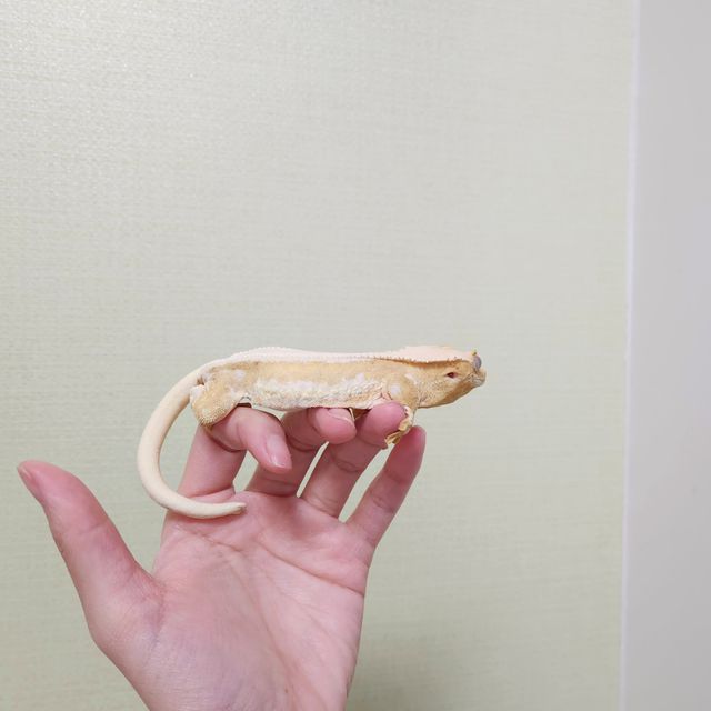 크림 릴리화이트
