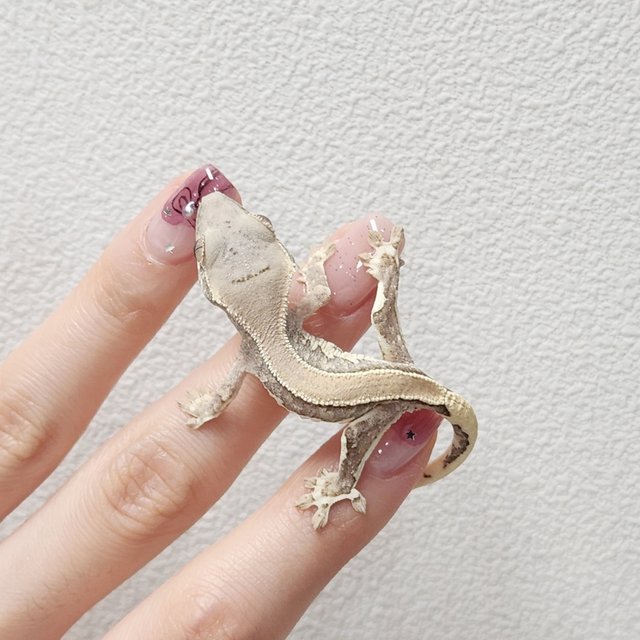 릴리화이트 솔리드백