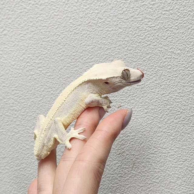 릴리화이트 솔리드백