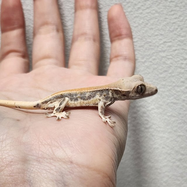 릴리화이트 솔리드백