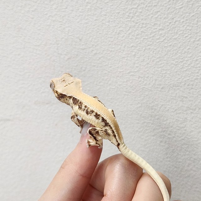 릴리화이트 솔리드백