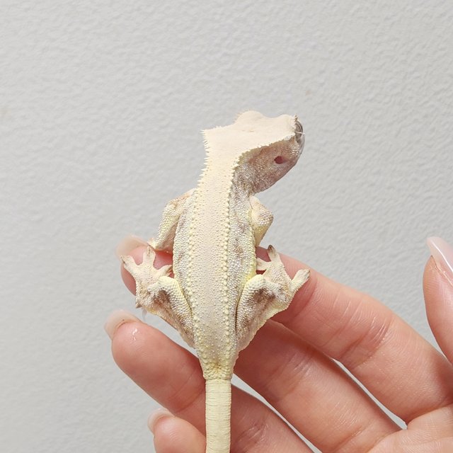 솔리드백 릴리화이트