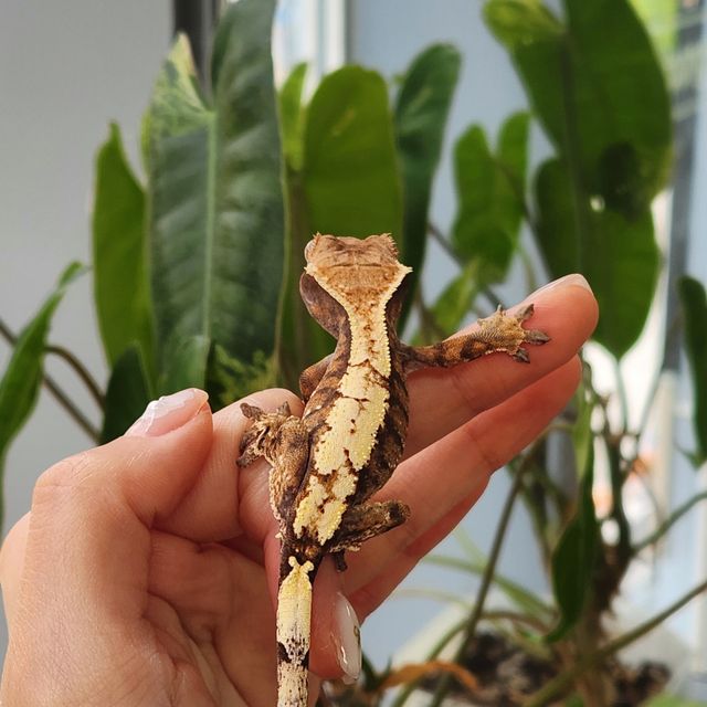 세이블