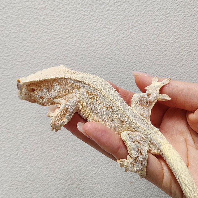 크림 릴리화이트