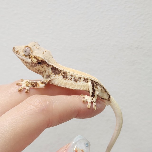 릴리화이트 솔리드백