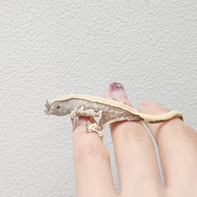 릴리화이트 솔리드백