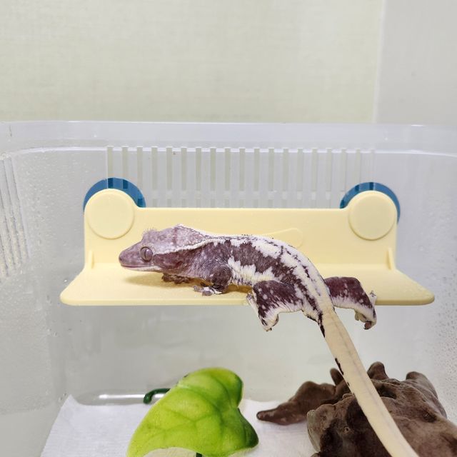 릴잔틱