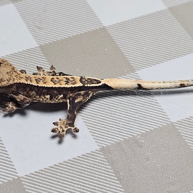 노멀 화이트스팟 화이트포트홀 핀스트라이프