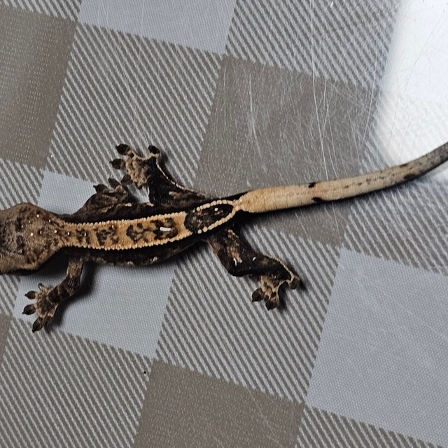 노멀 화이트스팟 화이트포트홀 핀스트라이프