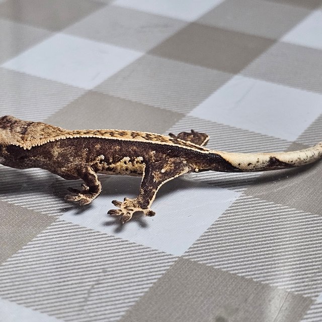 노멀 핀스트라이프 화이트핀 화이트스팟