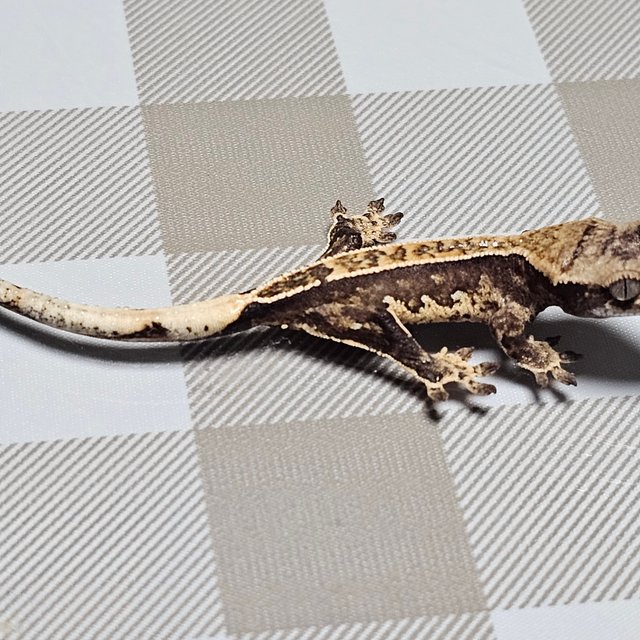 노멀 핀스트라이프 화이트핀 화이트스팟