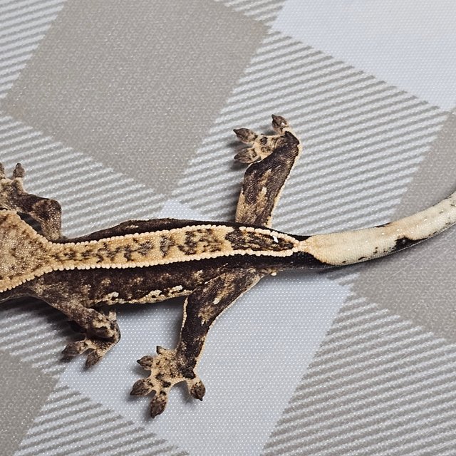 노멀 핀스트라이프 화이트핀 화이트스팟