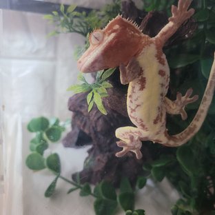 릴리화이트 레드