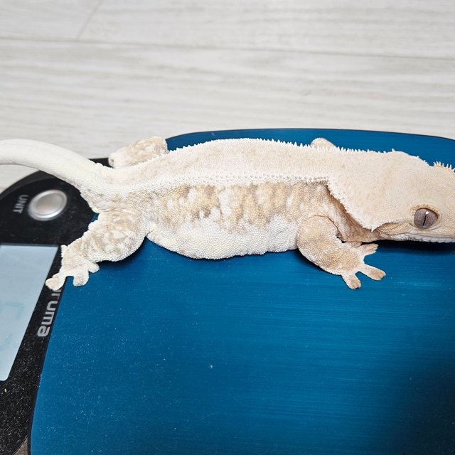 릴리화이트 화이트