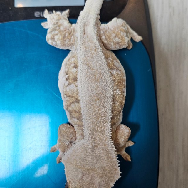 릴리화이트 화이트