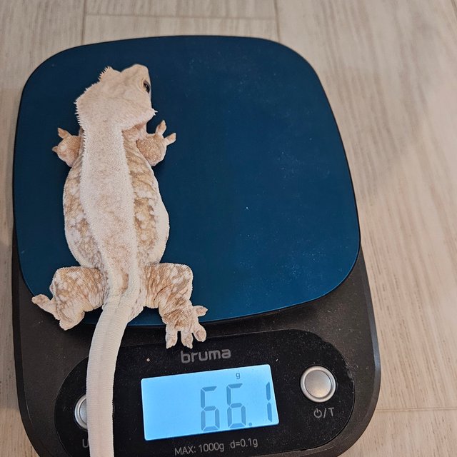 릴리화이트 화이트