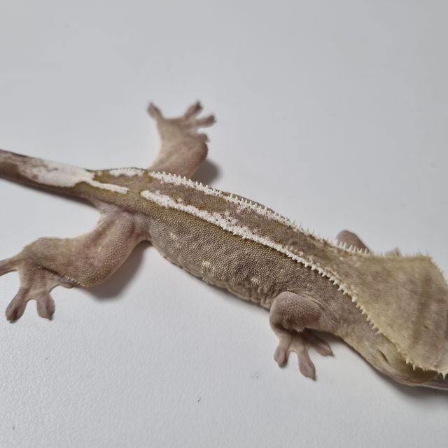 아잔틱