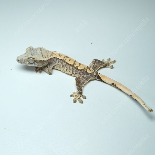 노멀 릴리화이트 트라이 익스트림할리퀸 화이트핀 화이트포트홀