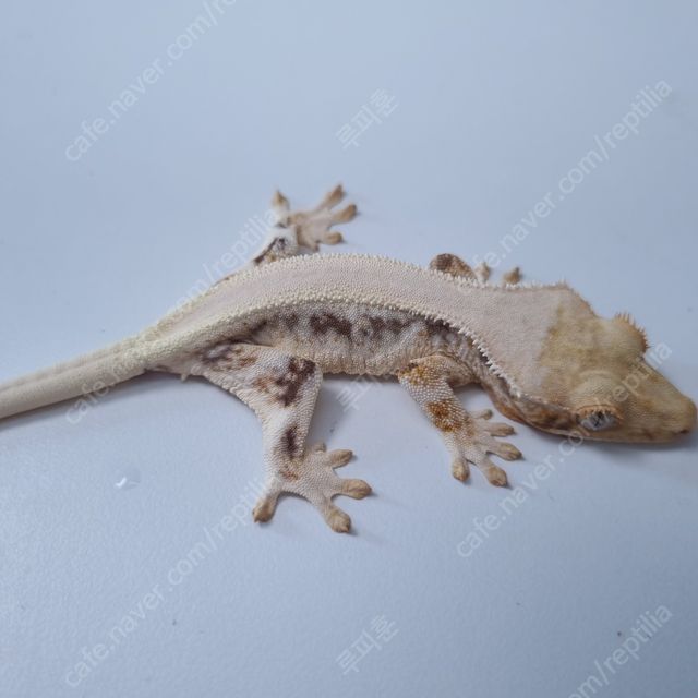 노멀 릴리화이트 트라이 익스트림할리퀸 화이트핀 화이트포트홀