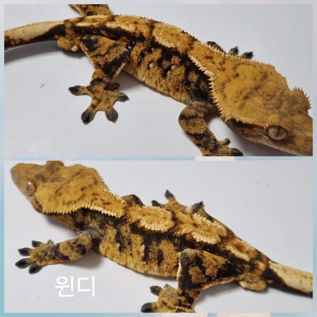 트라이 익스트림할리퀸 화이트스팟 텐저린 바브