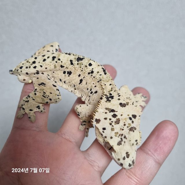 슈퍼달마시안
