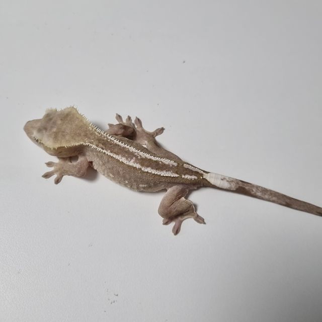 아잔틱
