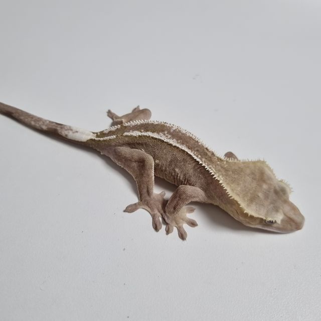 아잔틱