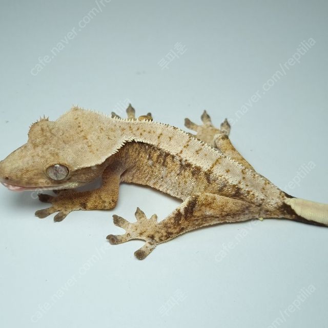 노멀 릴리화이트 트라이 익스트림할리퀸 화이트핀 화이트포트홀