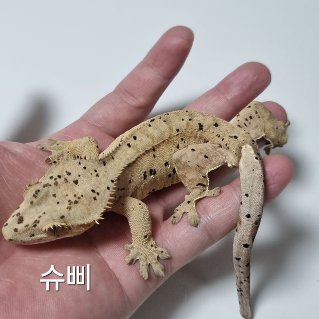 슈퍼달마시안