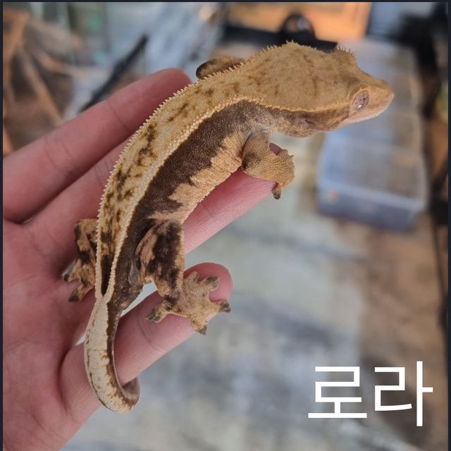 핀스트라이프 쿼드 풀핀