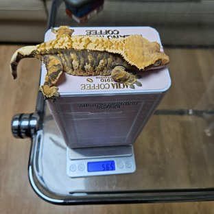 트라이 바브