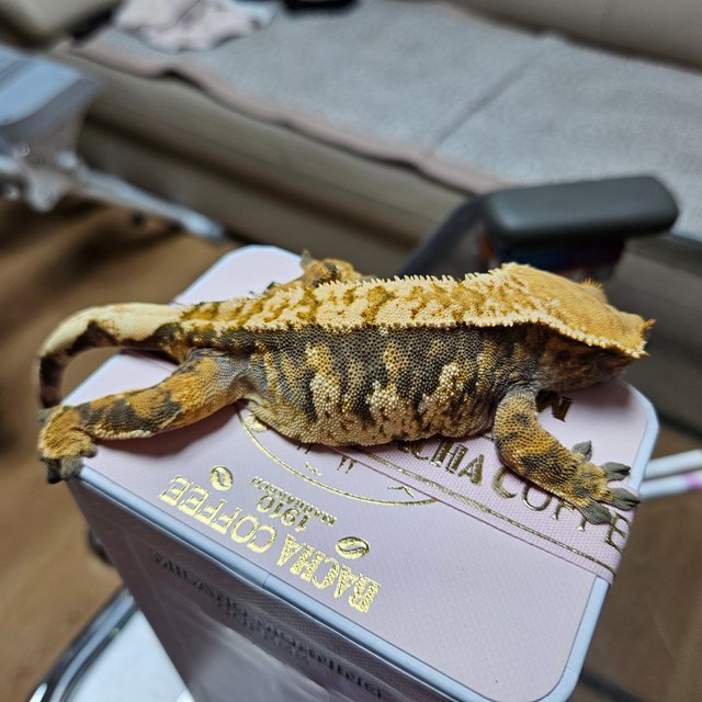 트라이 바브