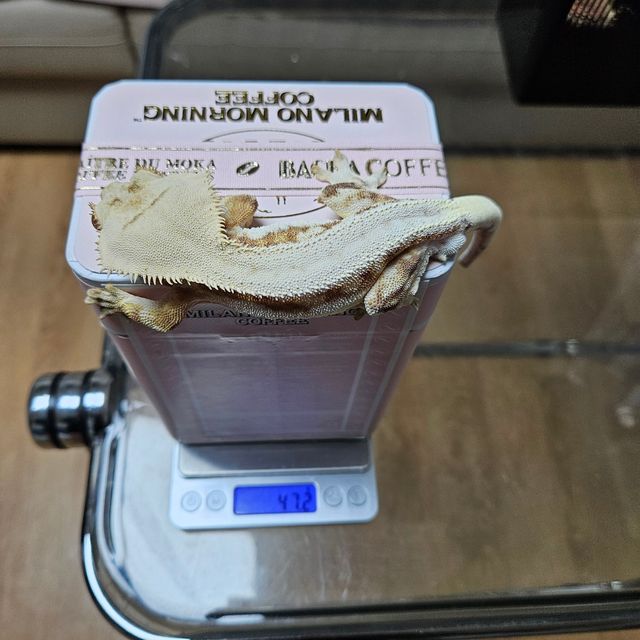 릴리화이트 크림 화이트 옐로우