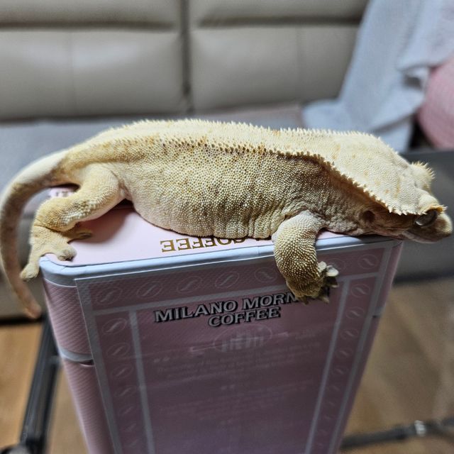 옐로우 트라이