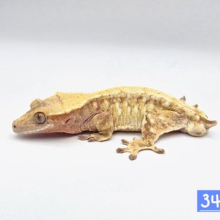 드리피 화이트스팟 트라이