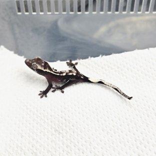 아잔틱