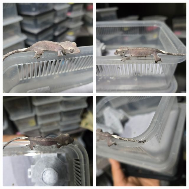 아잔틱