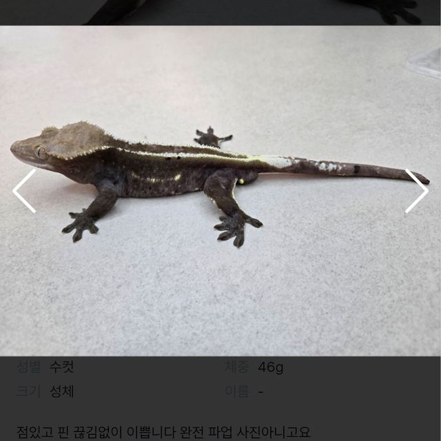 아잔틱