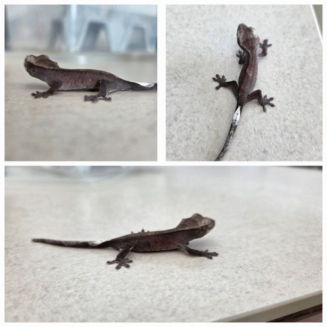 아잔틱