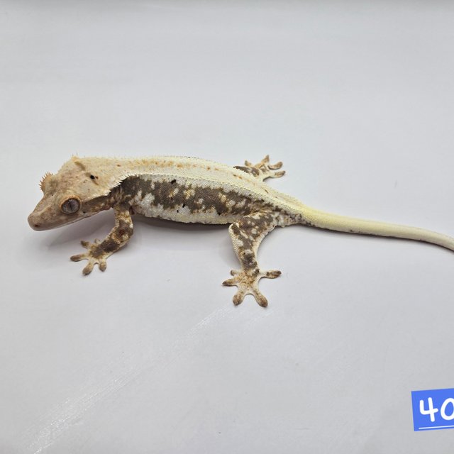 릴리100%헷아잔틱 아잔틱 100%헷아잔틱