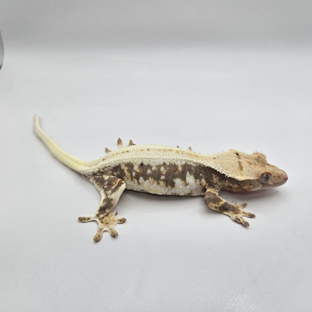 릴리100%헷아잔틱 아잔틱 100%헷아잔틱