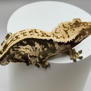 노멀 풀핀 트라이 핀스트라이프 슈퍼스트라이프