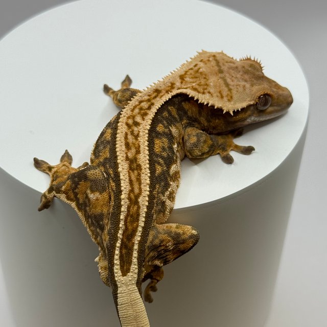 노멀 풀핀 슈퍼스트라이프 쿼드