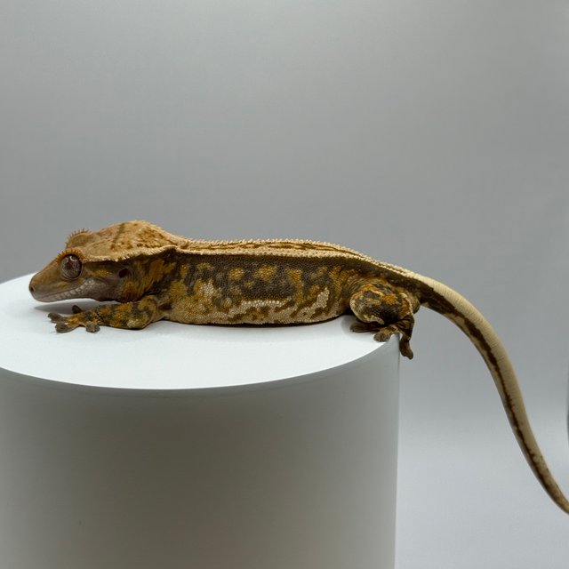 노멀 풀핀 슈퍼스트라이프 쿼드