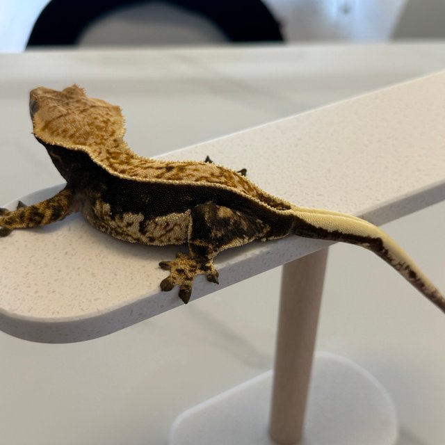 100%헷아잔틱 트라이 쿼드 풀핀 텐저린