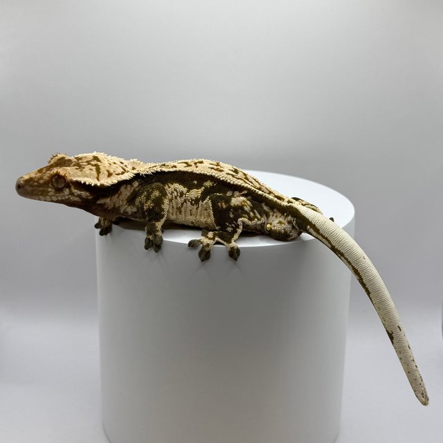 노멀 풀핀 트라이 핀스트라이프 슈퍼스트라이프